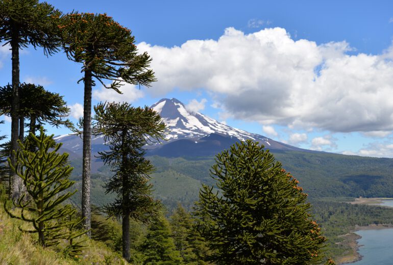 landscape-tree-nature-forest-wilderness-mountain-889390-pxhere.com